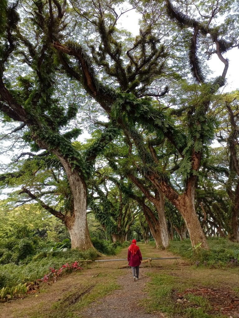 De Djawatan Banyuwangi