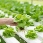 7 Cara Menjaga Sistem Hidroponik Tetap Optimal Saat Musim Kemarau