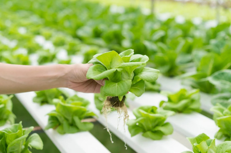 tanaman hidroponik