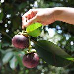 How to Grow Mangosteen from Seed at Home: Tips for Successful Germination and Growth