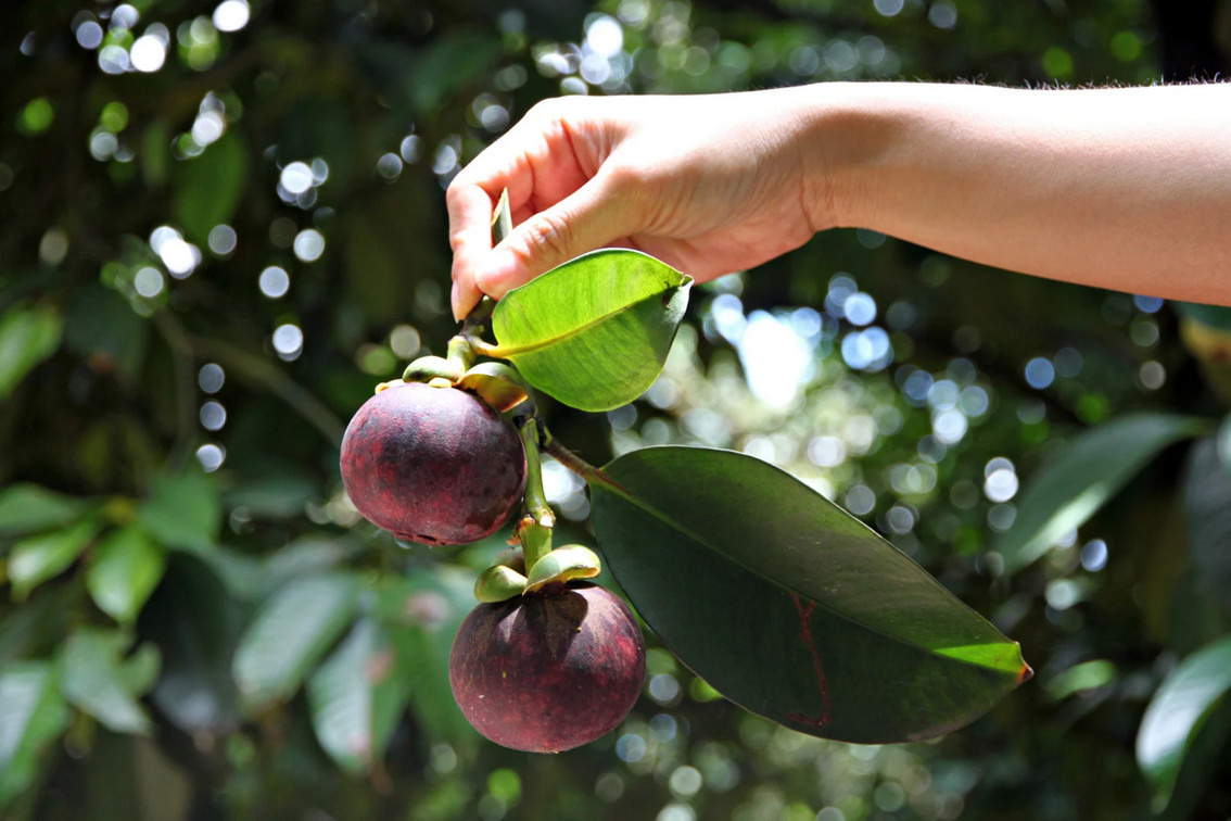mangosteen indonesia