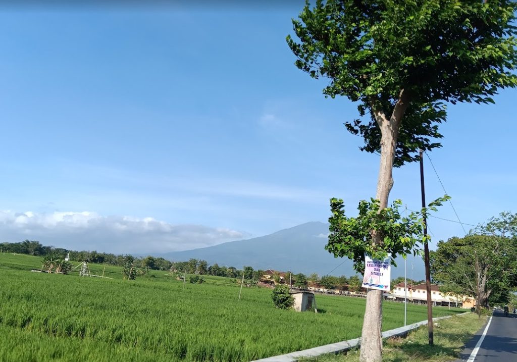 tanaman padi di sawah
