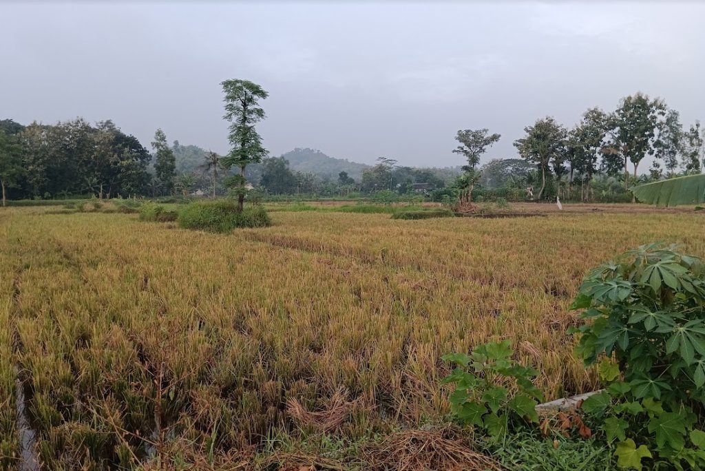 pemandangan sawah